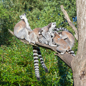 在杜丘动物园的环尾狐猴Lemurcatta图片