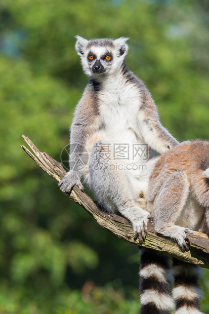 树上爬的环尾狐猴Lemurcatta图片