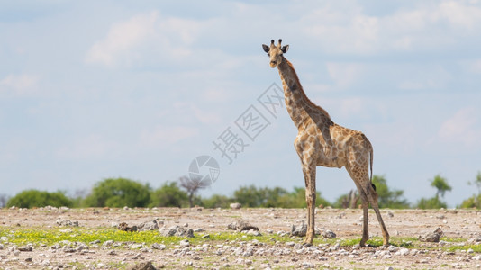 Etosha公园的Giraffe纳米比亚非洲图片
