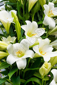 白色百合花的布什图片素材