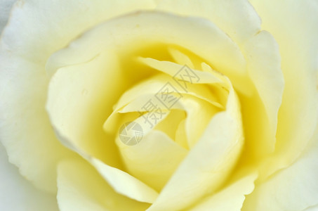 黄色玫瑰花的美丽宏图片