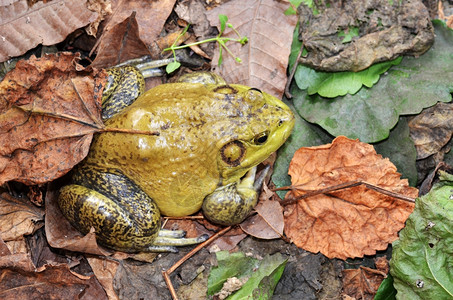 栖息在自然地的穆迪绿色公牛青蛙图片