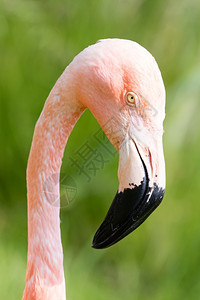 粉红火烈鸟近身孤立于绿草背景图片