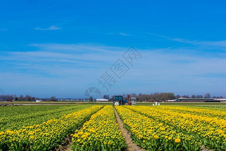 荷兰的郁金香田图片
