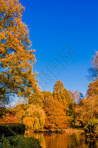 秋森林金风景公园树叶图片