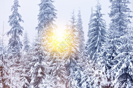 阳光明日的冬季森林背景图片