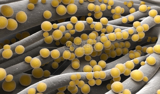 MRSASTAFYLOCOCCUSAureusMRSA细菌体外球图片