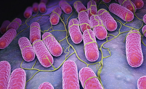 Salmonella细菌文化3D插图背景图片