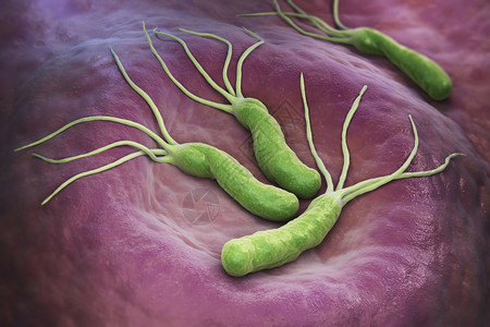PyloriHelicobacterPylori是胃部发现的一种格外阴微生物细菌图片