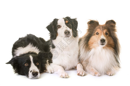 白色背景面前的三只狗高清图片