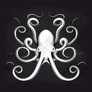 黑板上的章鱼草图设计黑板背景上的白章鱼草图设计矢量插图片