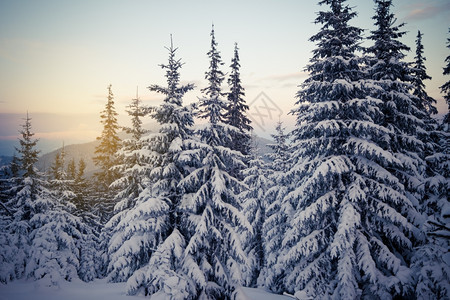 下雪覆盖的冬季森林图片