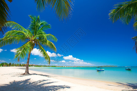 斯里兰卡热带海滩背景图片