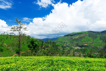 茶叶种植园自然背景图片