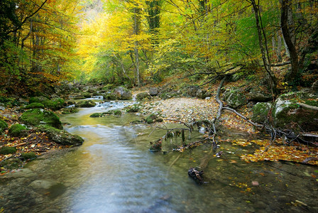 秋天森林的河流自然构成图片