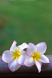绿色背景的粉红frangipani花朵图片