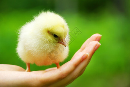 手握着一只小鸡图片