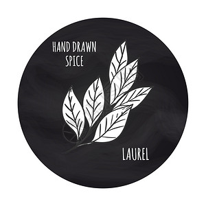 黑板背景上的Laurel图标手画的香料矢量插图黑板背景上的白laurel图标图片