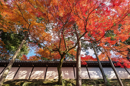 有秋叶树枝的覆盖着日本神庙图片