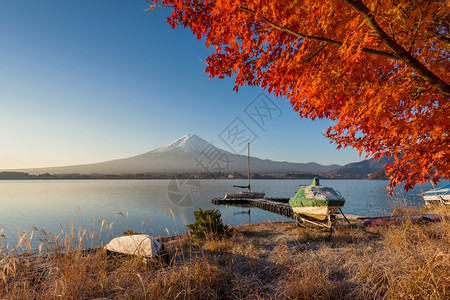 秋天湖边秋色来自川口子湖的藤风景背景