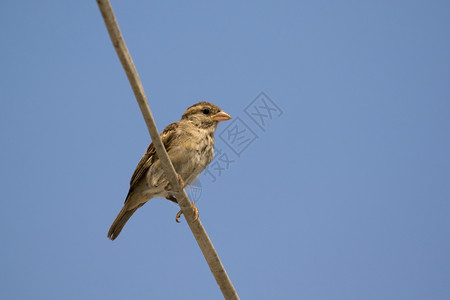 天空背景上的麻雀图像Bird图片