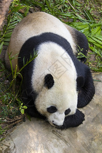 野生动物图片