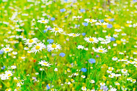 草原上的白菊花粉背景图片