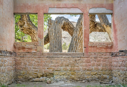 在荒漠峡谷的旧棉木树上从被毁坏的鬼城建筑窗户上看到图片