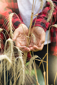 年轻农民手中金熟麦子耳朵的贴近图像图片