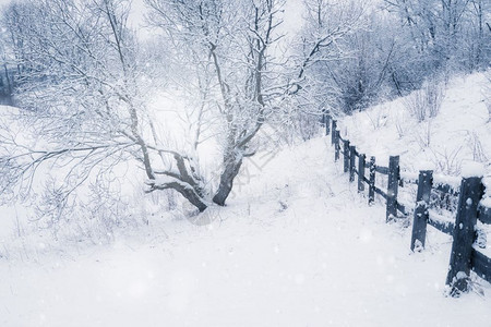 冬季森林的雪天气图片