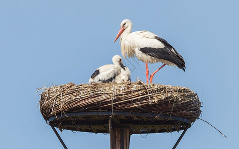 白鹤坐在巢穴上年轻小的已经几星期大了图片