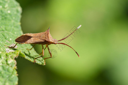 CletusTrigonusHemeptera在自然背景绿叶上的图像昆虫图片