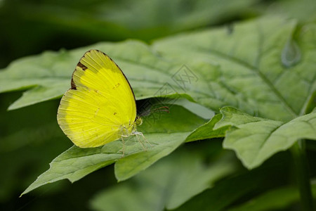 Andersons绿叶上的青黄蝴蝶Euremaandersoniiandersonii图像图片