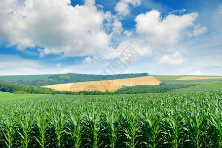 山丘中的玉米田蓝天中的白云图片