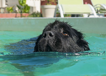 游泳池里的新芬兰成年狗高清图片
