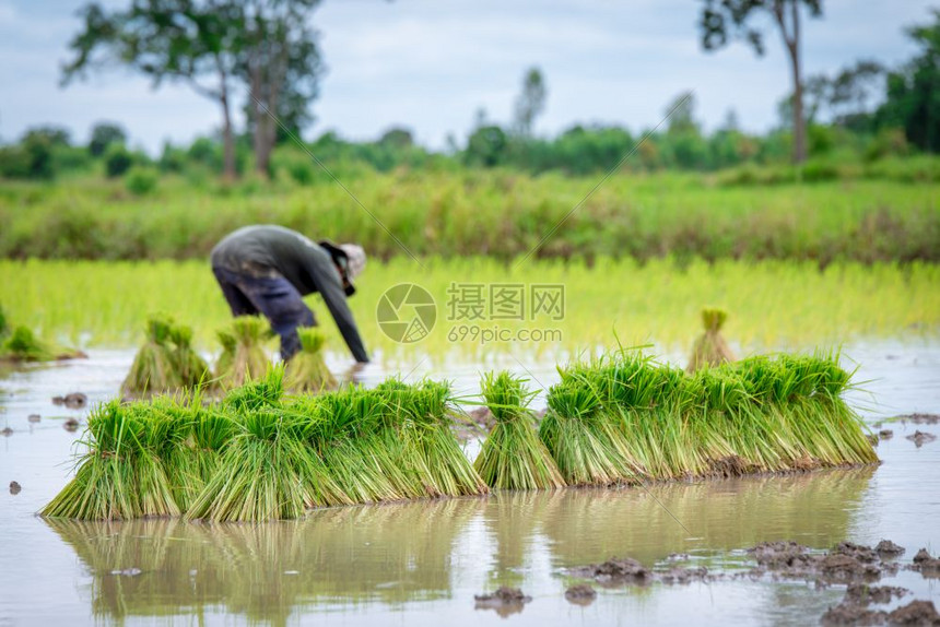农民在稻田种植米图片