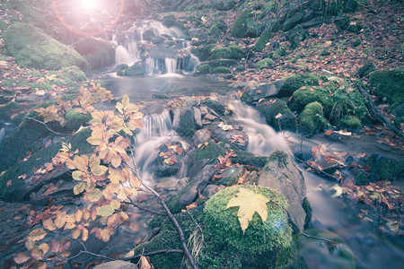 秋季森林小瀑布图片