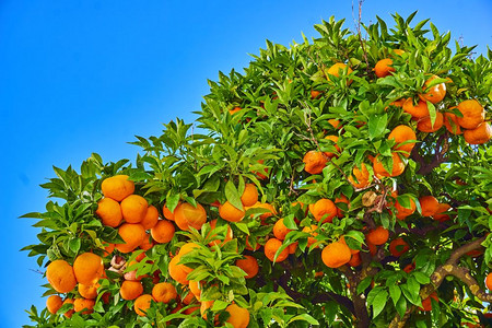 树柑橘子图片
