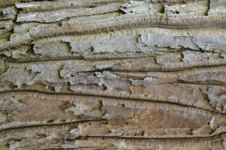 木质与自然形态背景旧面板树皮图片