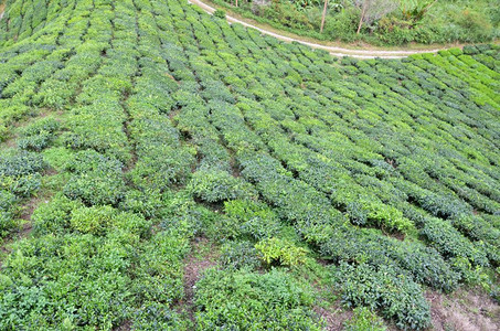 马来西亚卡梅伦高地茶叶种植园图片