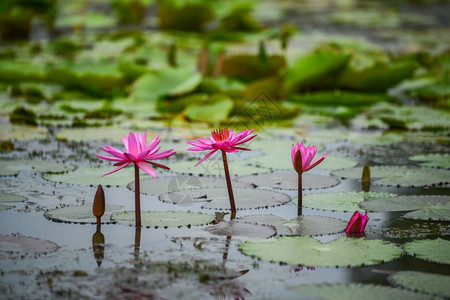 池塘中的粉红水百合花图片
