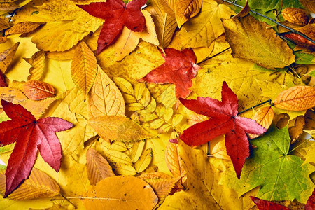 秋叶背景秋叶明亮的高清图片素材