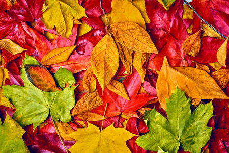 秋叶背景秋叶十月高清图片素材