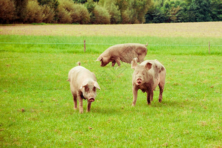 养猪场野外草地上健康图片