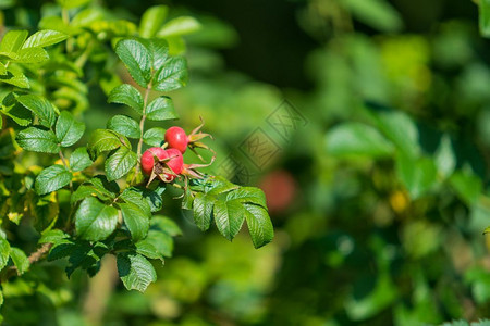 果子花自然界的野生玫瑰花美丽的背景图片