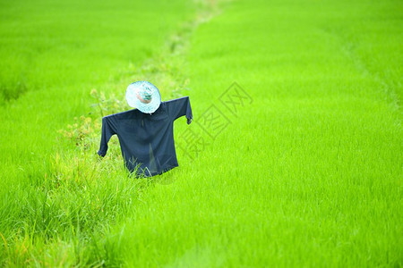 稻田里的草人图片