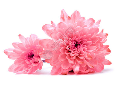 白上粉红菊花图片