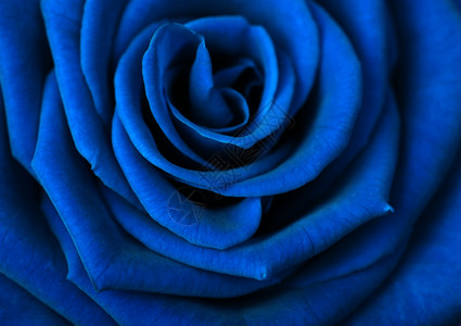 蓝玫瑰背景图片