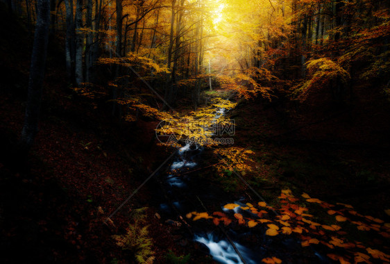 秋色森林中的小溪图片