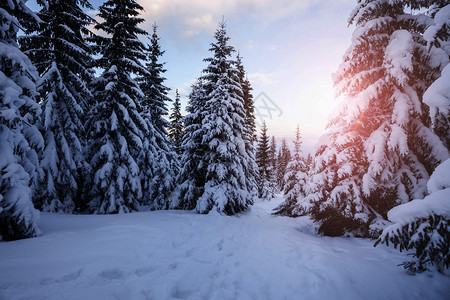 冬季山雪林图片